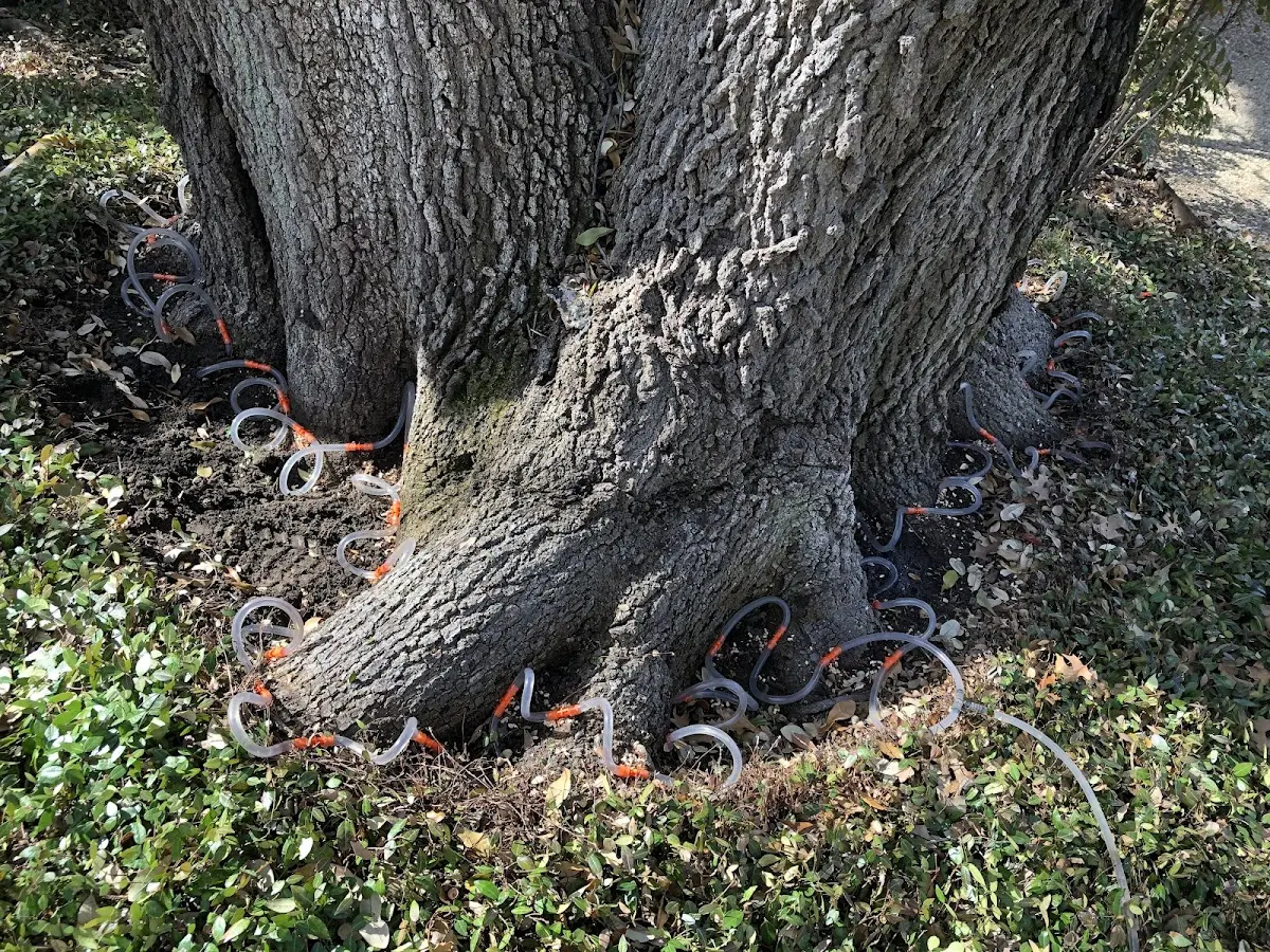 Detailed Tree Cabling and Bracing job site in Bourbonnais