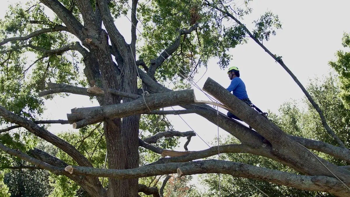 Professional Crown Thinning performed by certified arborists in Bourbonnais
